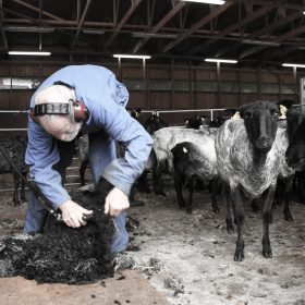 Filtmakeriet fårklippning